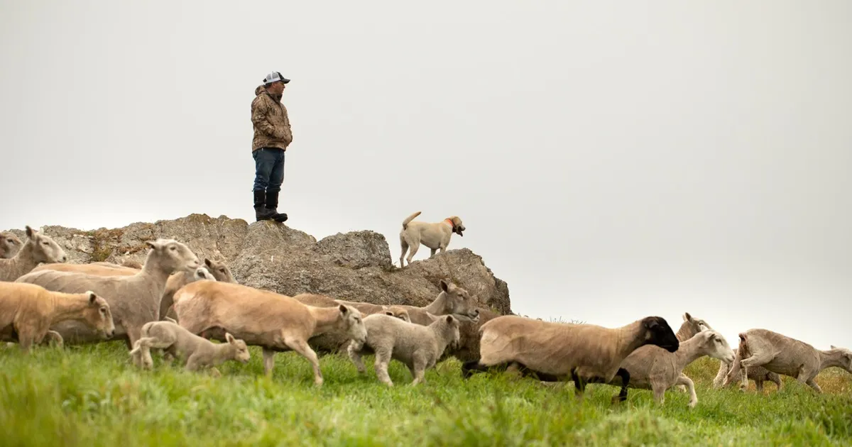 How Can Imported Lamb Cost Less Than American Lamb?
