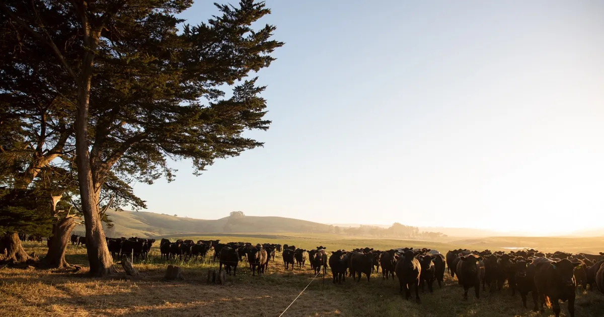 Why Is Beef So Expensive?