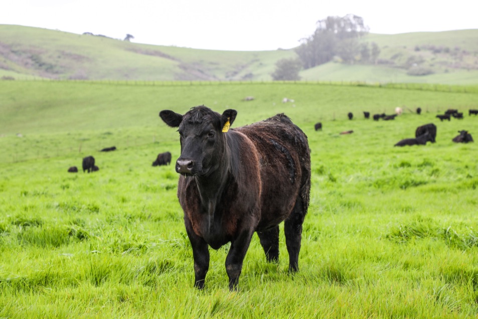 blog__earth-day-2019-carbon-farming-for-the-future/2X8A5249.jpg