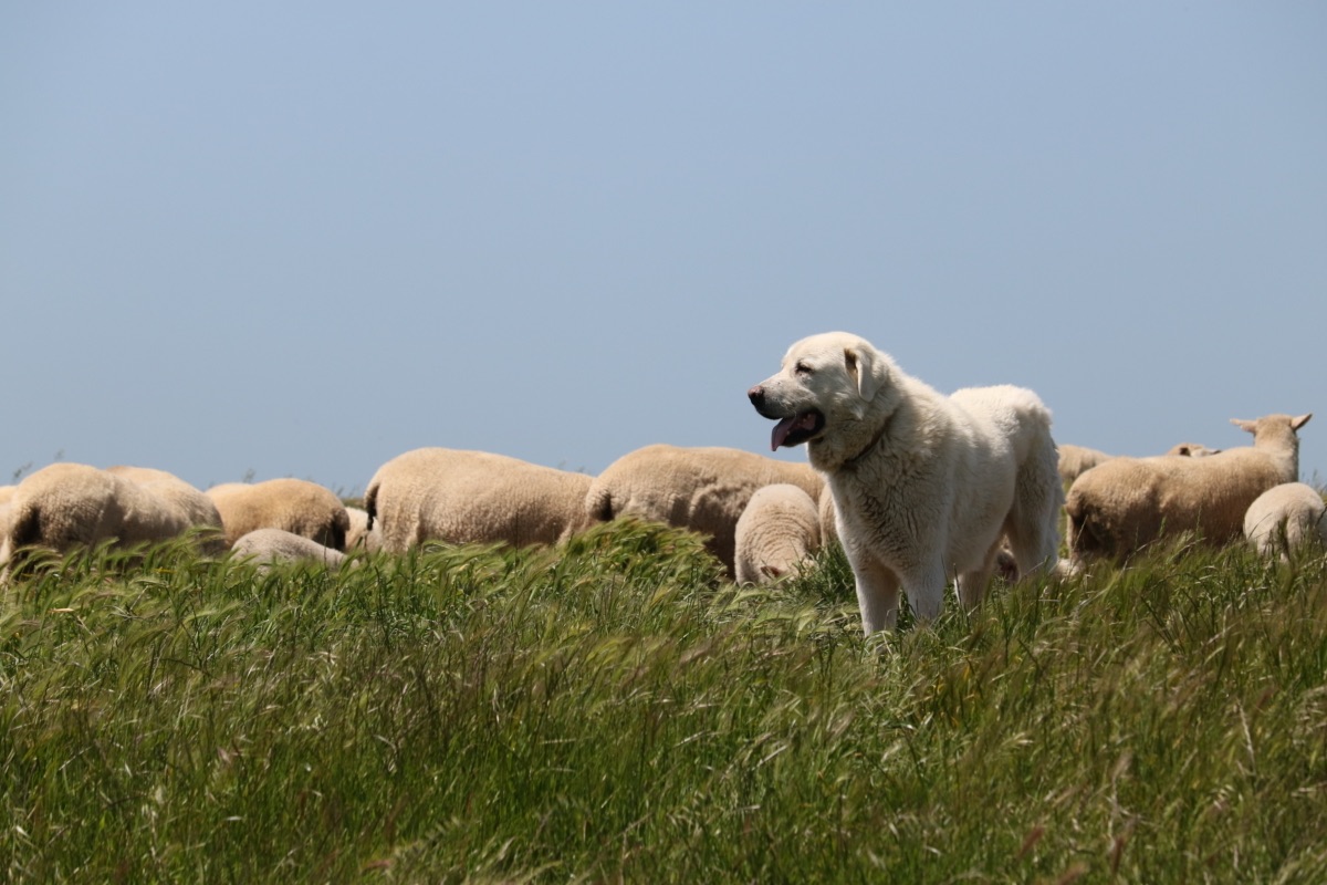 blog__welcoming-our-new-protection-pup/AIMG_2338.JPG