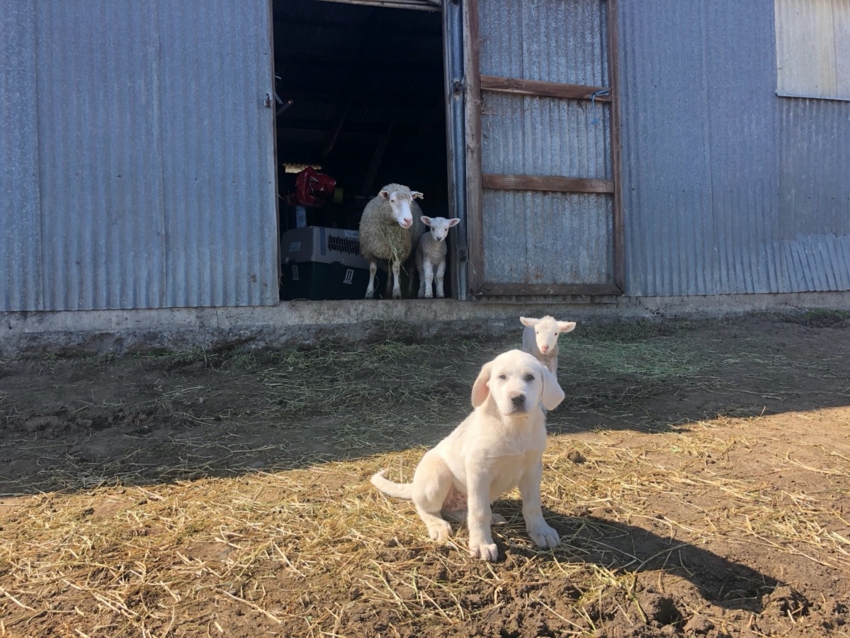 blog__welcoming-our-new-protection-pup/AIMG_3126.JPG