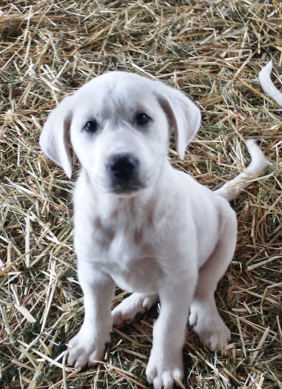 blog__welcoming-our-new-protection-pup/AIMG_3127.jpg