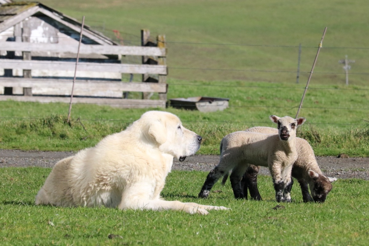 blog__welcoming-our-new-protection-pup/AZeusIMG_6891e.jpg