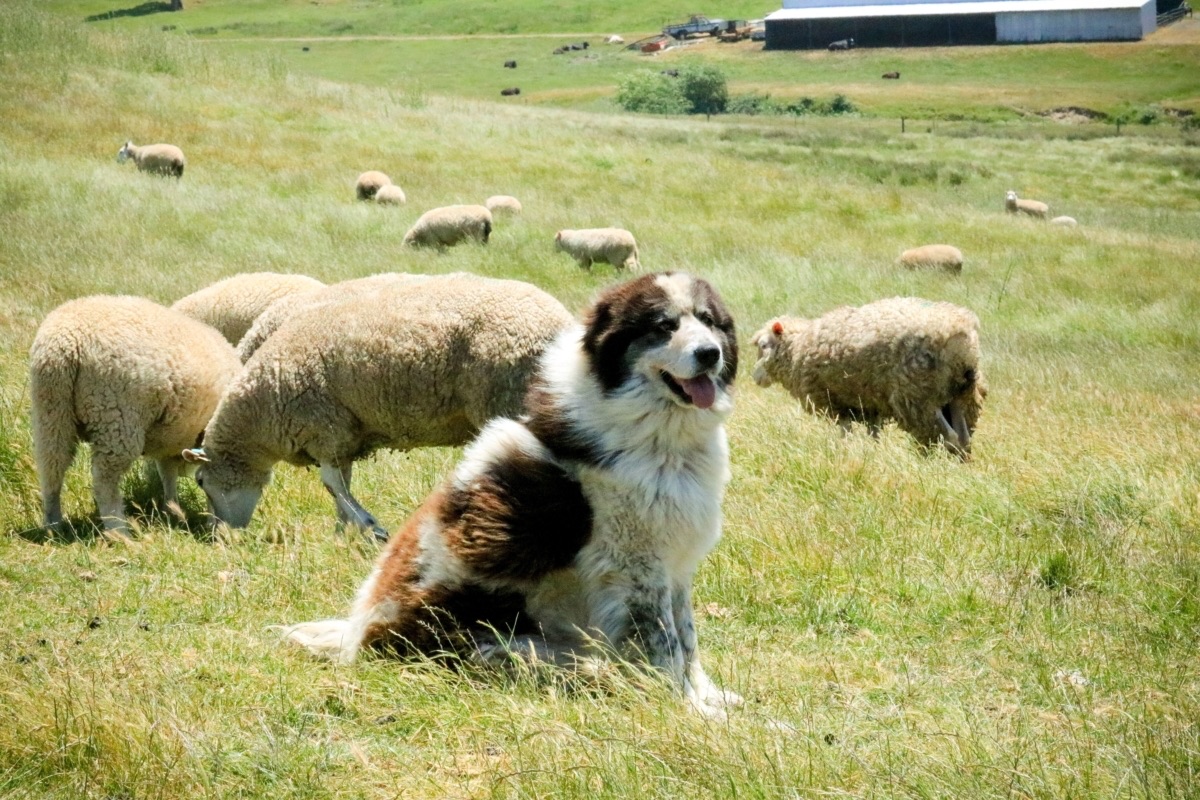 blog__welcoming-our-new-protection-pup/Apepper.jpg