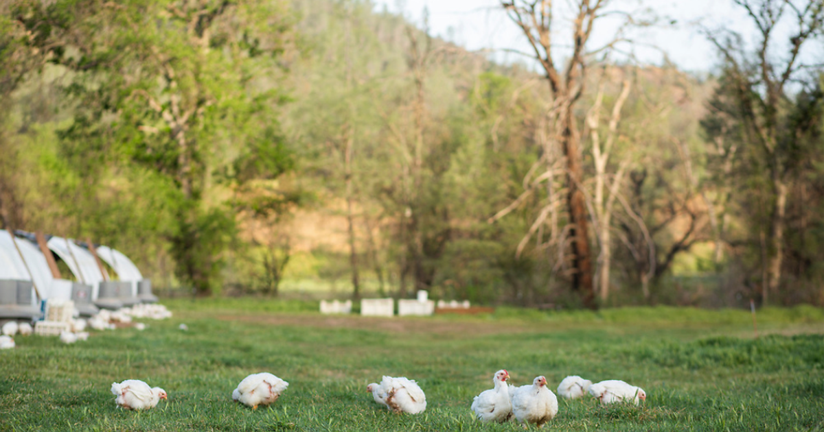 blog__introducing-pasture-raised-organic-chicken/Big_Bluff_Chicken_-_7.png