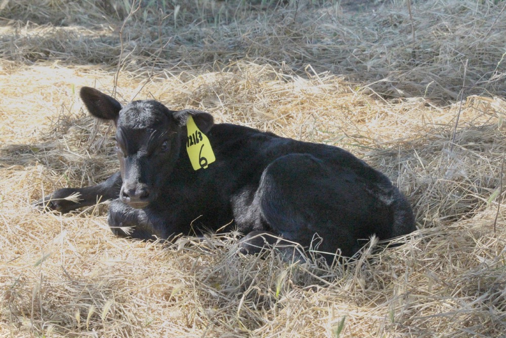 blog__calving-season/Calf2.jpg