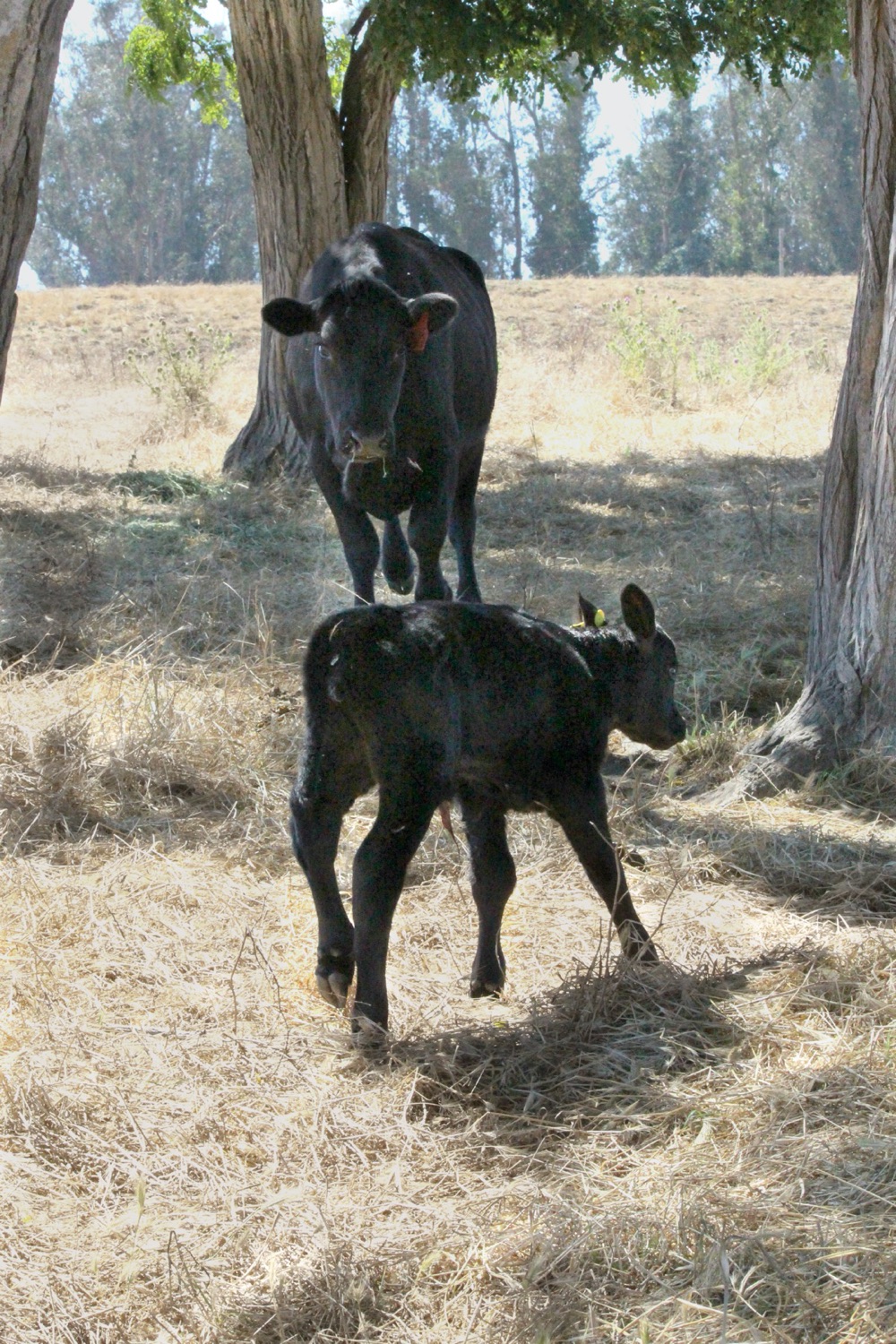 blog__calving-season/Cc.jpg