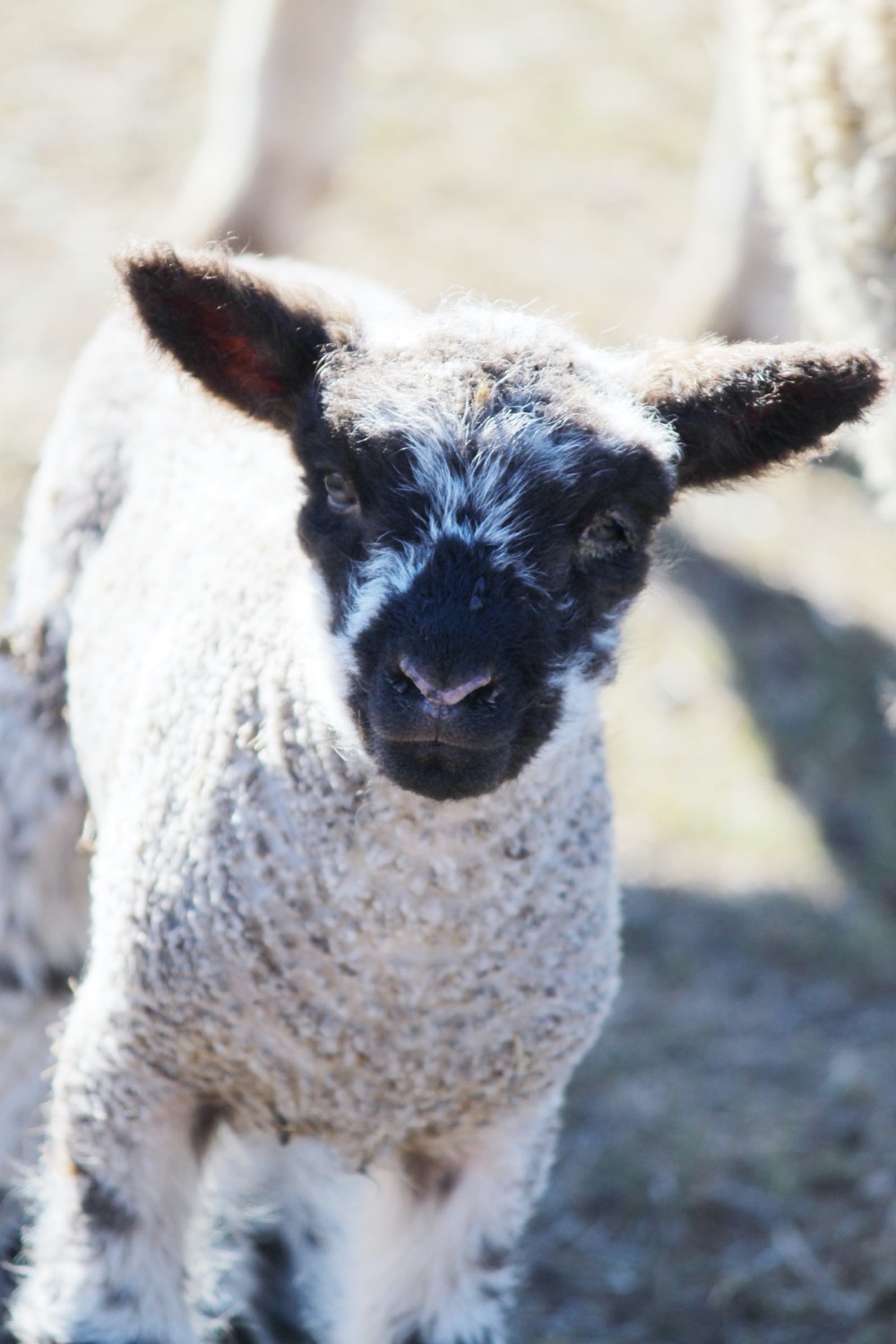 blog__a-day-with-our-spring-lambs/IMG_0770.jpg