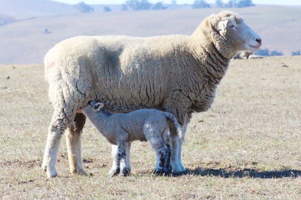 blog__its-lambing-season/IMG_0787sm.jpg