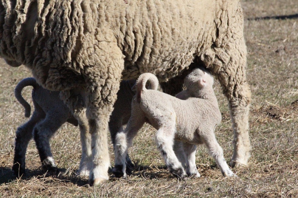 blog__a-day-with-our-spring-lambs/IMG_0800.jpg
