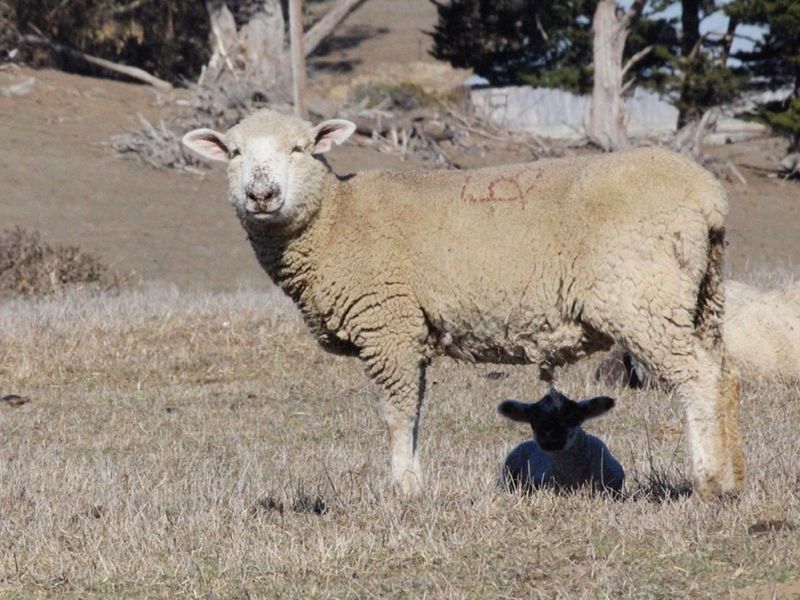 blog__a-day-with-our-spring-lambs/IMG_0807.jpg