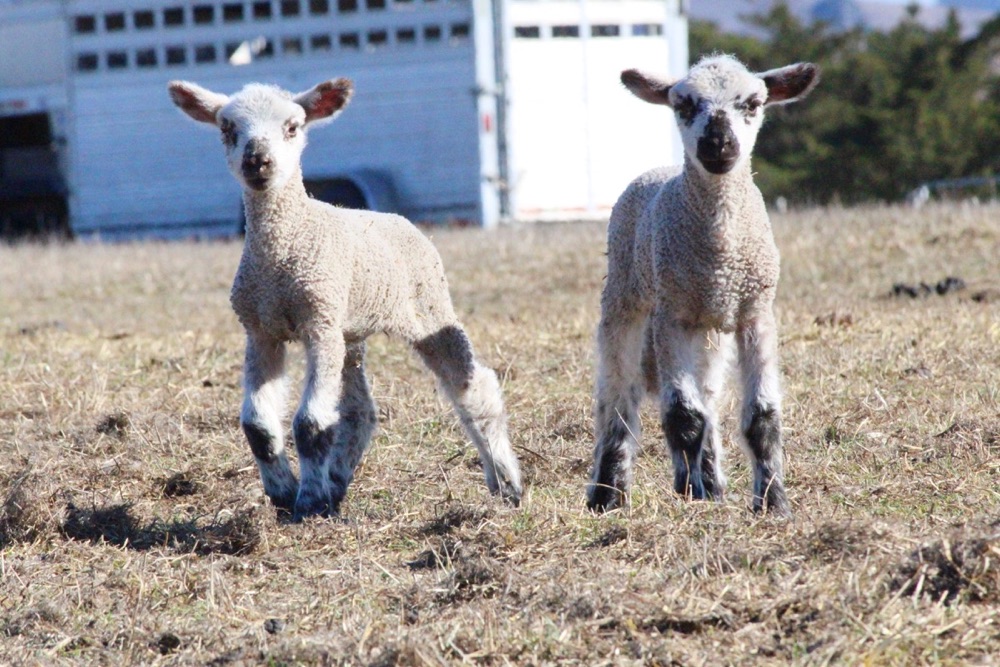 blog__a-day-with-our-spring-lambs/IMG_0849.jpg