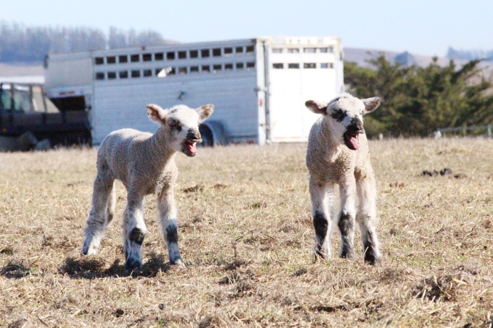 blog__a-day-with-our-spring-lambs/IMG_0852.jpg