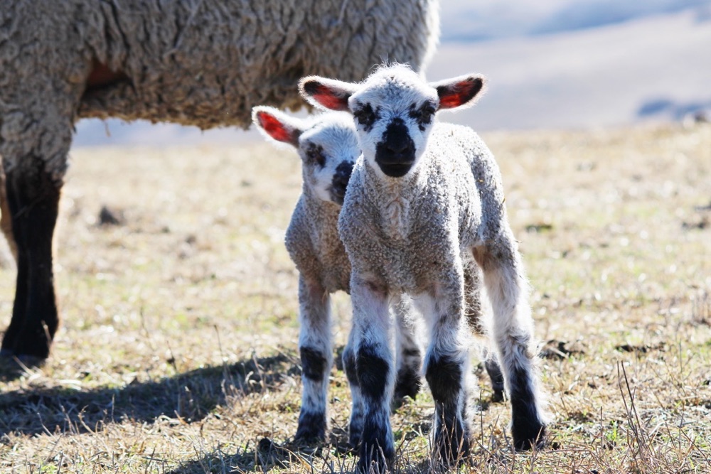blog__a-day-with-our-spring-lambs/IMG_0860.jpg