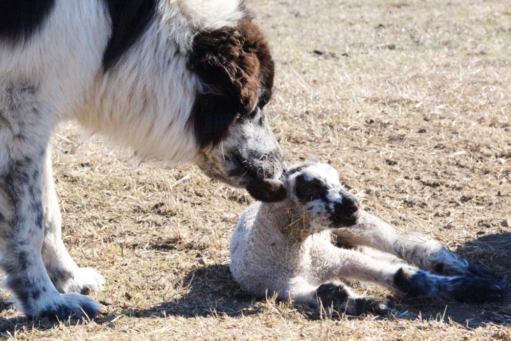 blog__a-day-with-our-spring-lambs/IMG_0870.jpg
