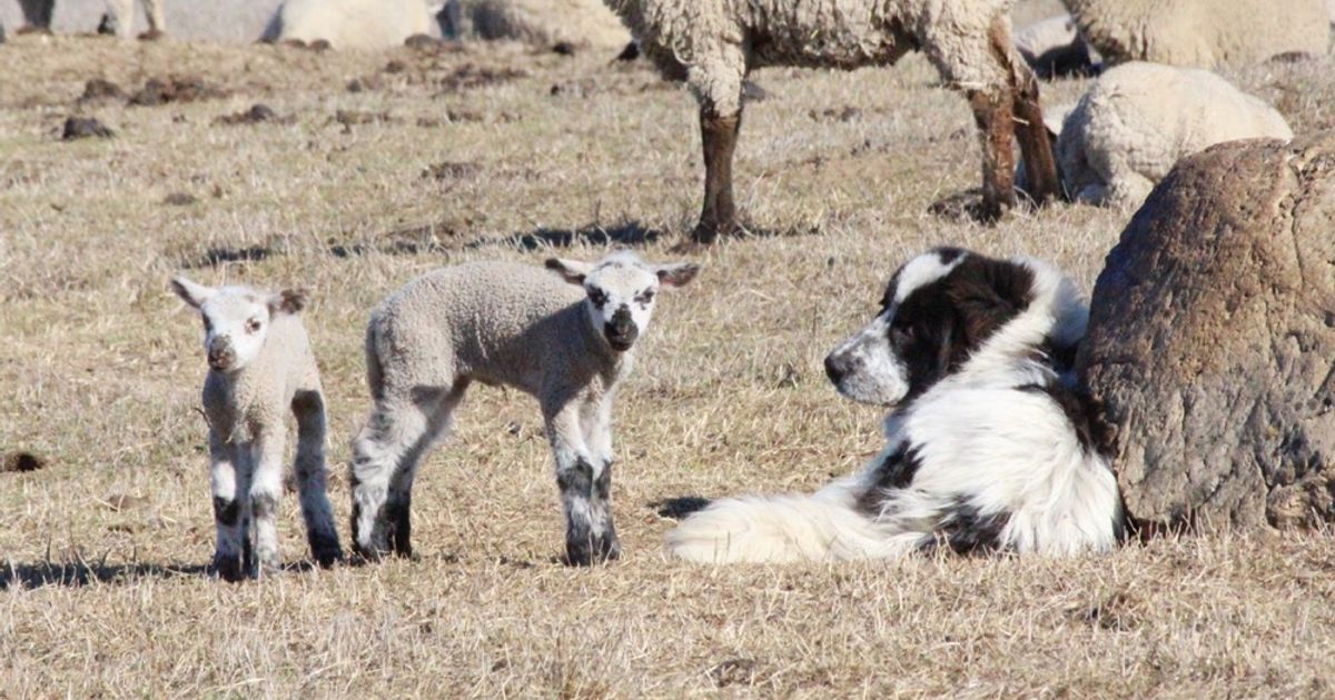 blog__a-day-with-our-spring-lambs/IMG_0892.jpg