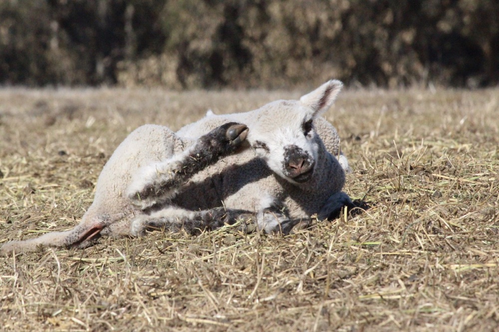 blog__a-day-with-our-spring-lambs/IMG_0983.jpg