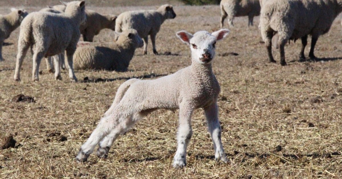 blog__a-day-with-our-spring-lambs/IMG_0991.jpg