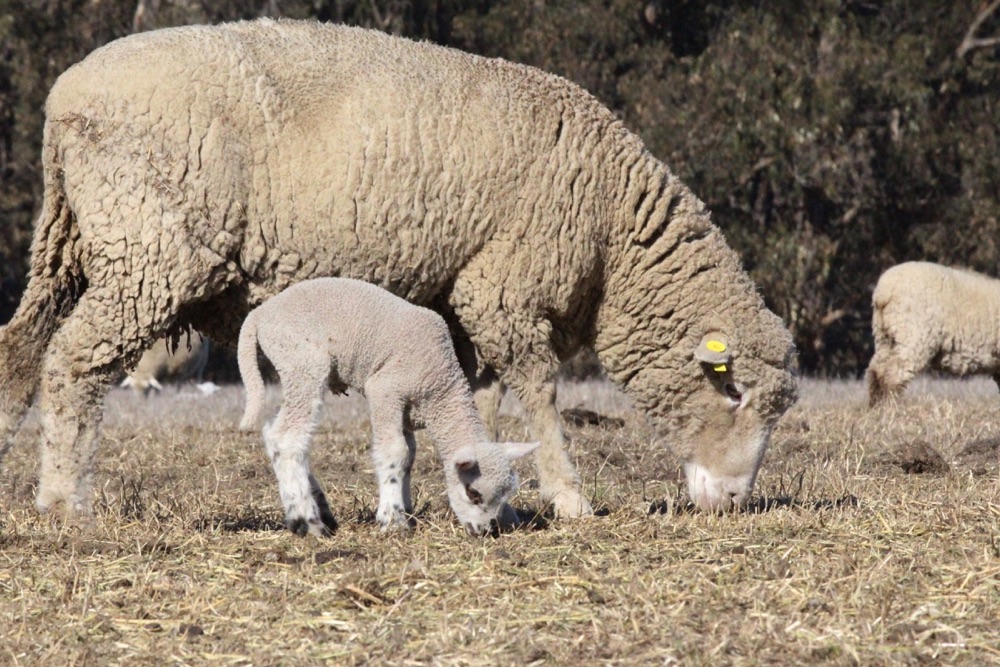 blog__a-day-with-our-spring-lambs/IMG_0996.jpg