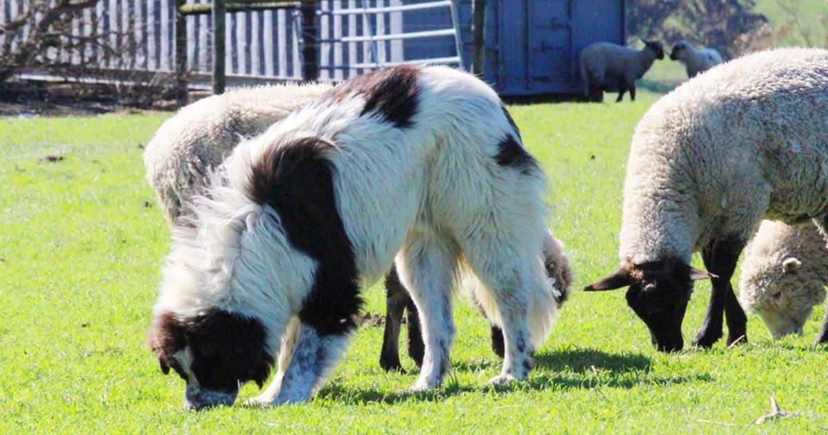 blog__its-lambing-season/IMG_1664wm.jpg