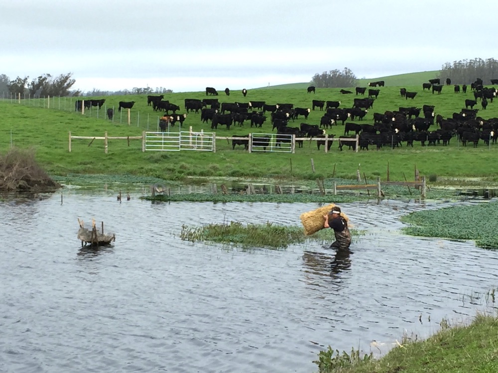 blog__wildlife-enhancement-getting-our-ducks-in-a-row/IMG_1698.jpg