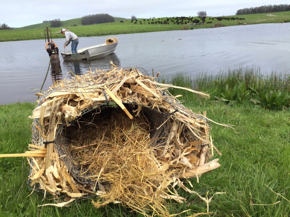 blog__wildlife-enhancement-getting-our-ducks-in-a-row/IMG_1749.JPG