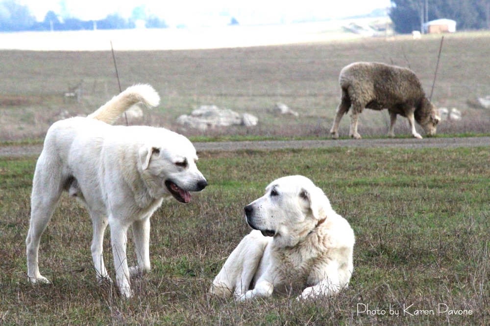 blog__its-lambing-season/IMG_1836sme_1.jpg