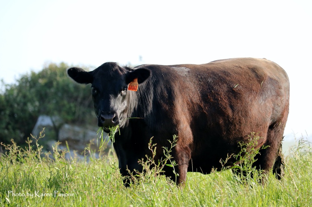 blog__take-a-stemple-creek-ranch-tour/IMG_2151esm.jpg