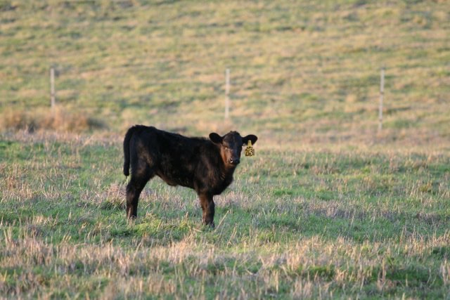 blog__green-grass-mytty-at-one-month/IMG_2548.JPG