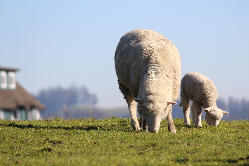 blog__its-lambing-season/IMG_3986esm_1.jpg