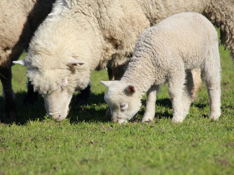 blog__its-lambing-season/IMG_3994esm.jpg