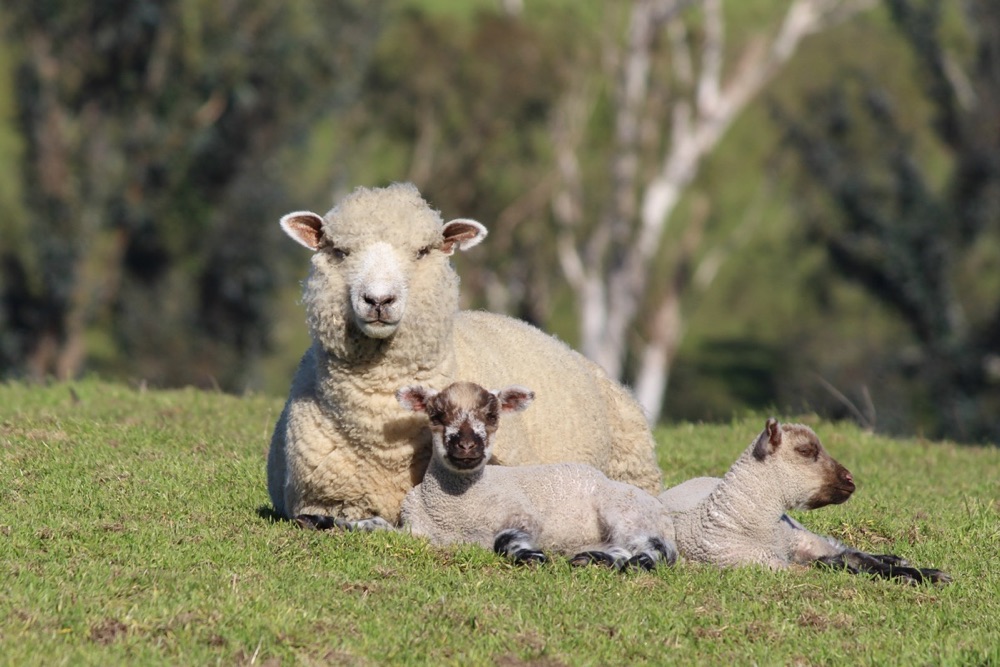 blog__its-lambing-season/IMG_4036esm.jpg