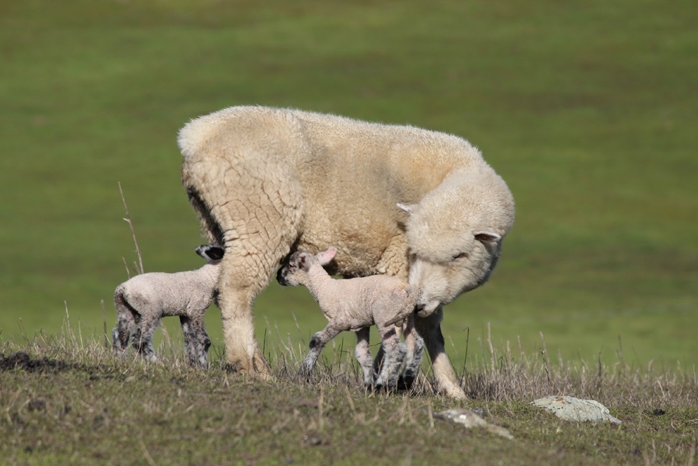 blog__its-lambing-season/IMG_4073esm.jpg