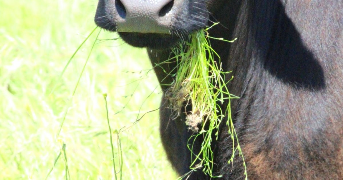blog__grass-fed-goodness/IMG_4165.jpg