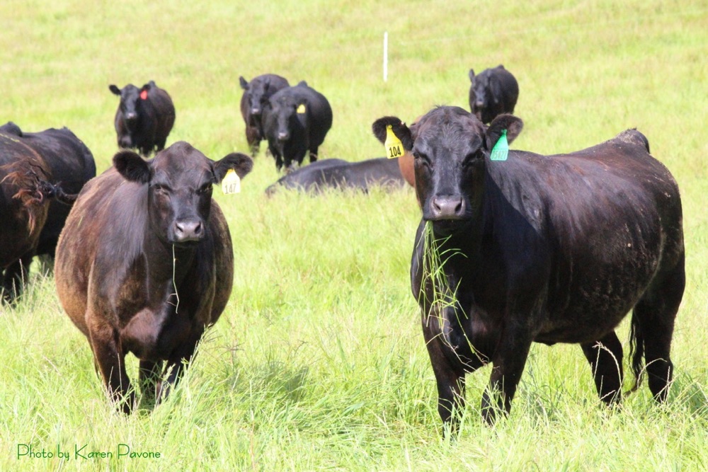 blog__born-grazed-what-is-rotational-grazing/IMG_4208wm_1.jpg