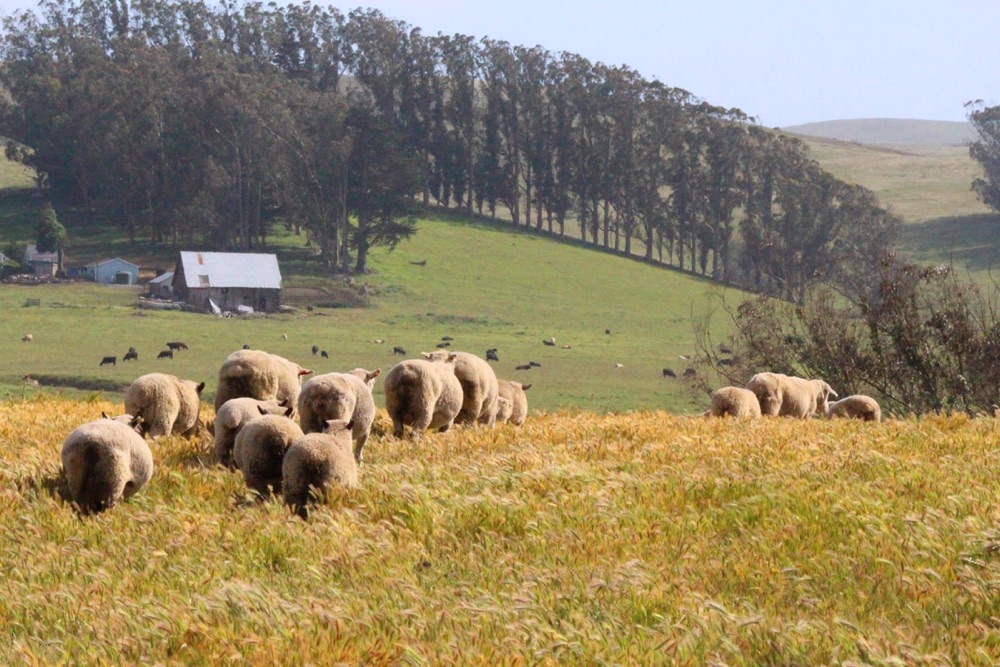 blog__out-on-the-ranch-drought-update/IMG_4297.jpg