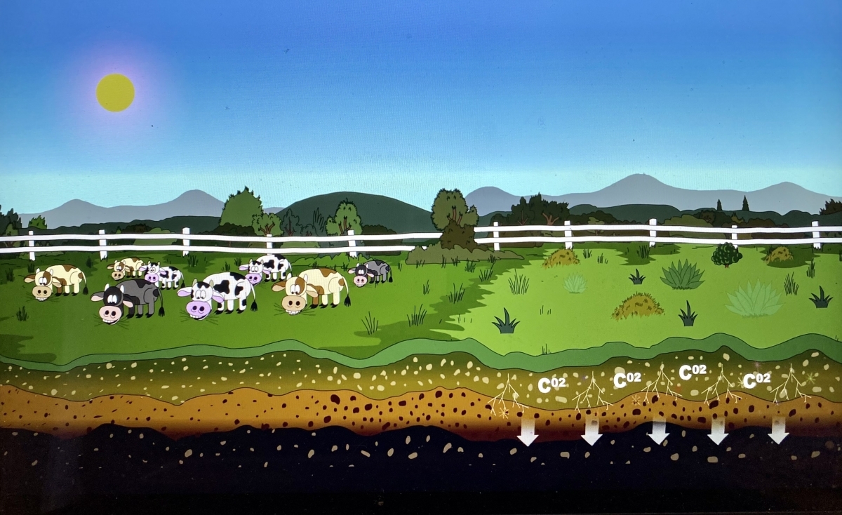blog__understanding-pasture-to-plate-part-one/IMG_4531.jpg