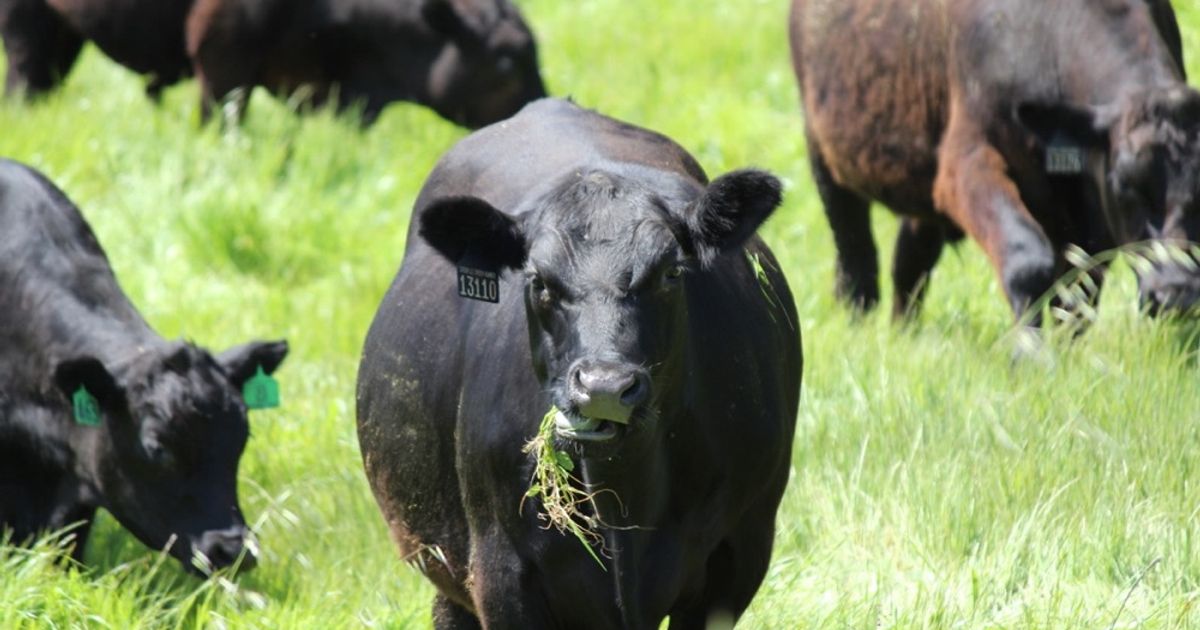 blog__born-grazed-what-is-rotational-grazing/IMG_7163wm.jpg