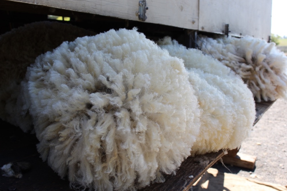 blog__its-sheep-shearing-season/IMG_7712.jpg