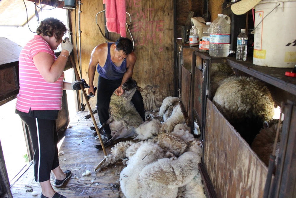 blog__its-sheep-shearing-season/IMG_7786.jpg
