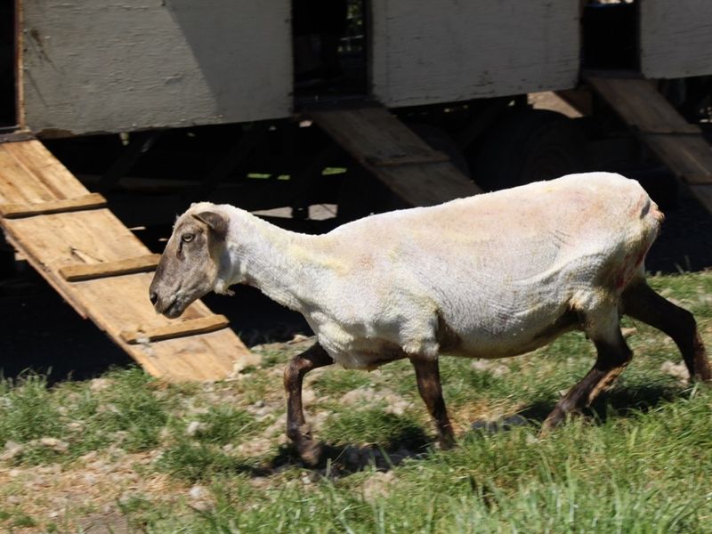 blog__its-sheep-shearing-season/IMG_7831.jpg