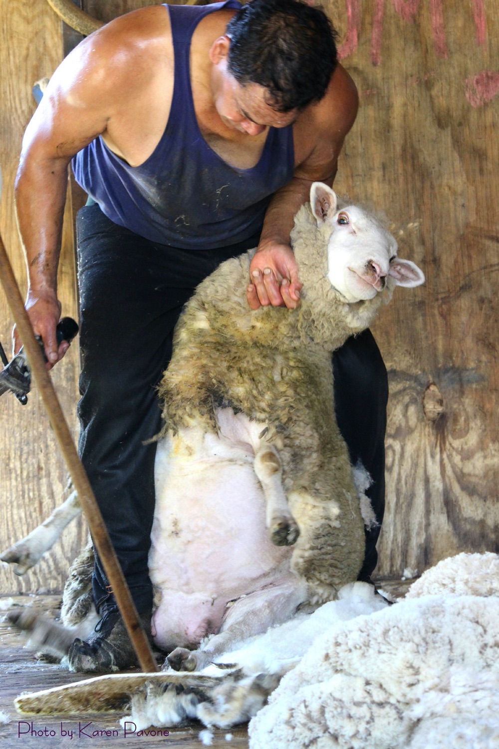 blog__its-sheep-shearing-season/IMG_7846wmsm.jpg