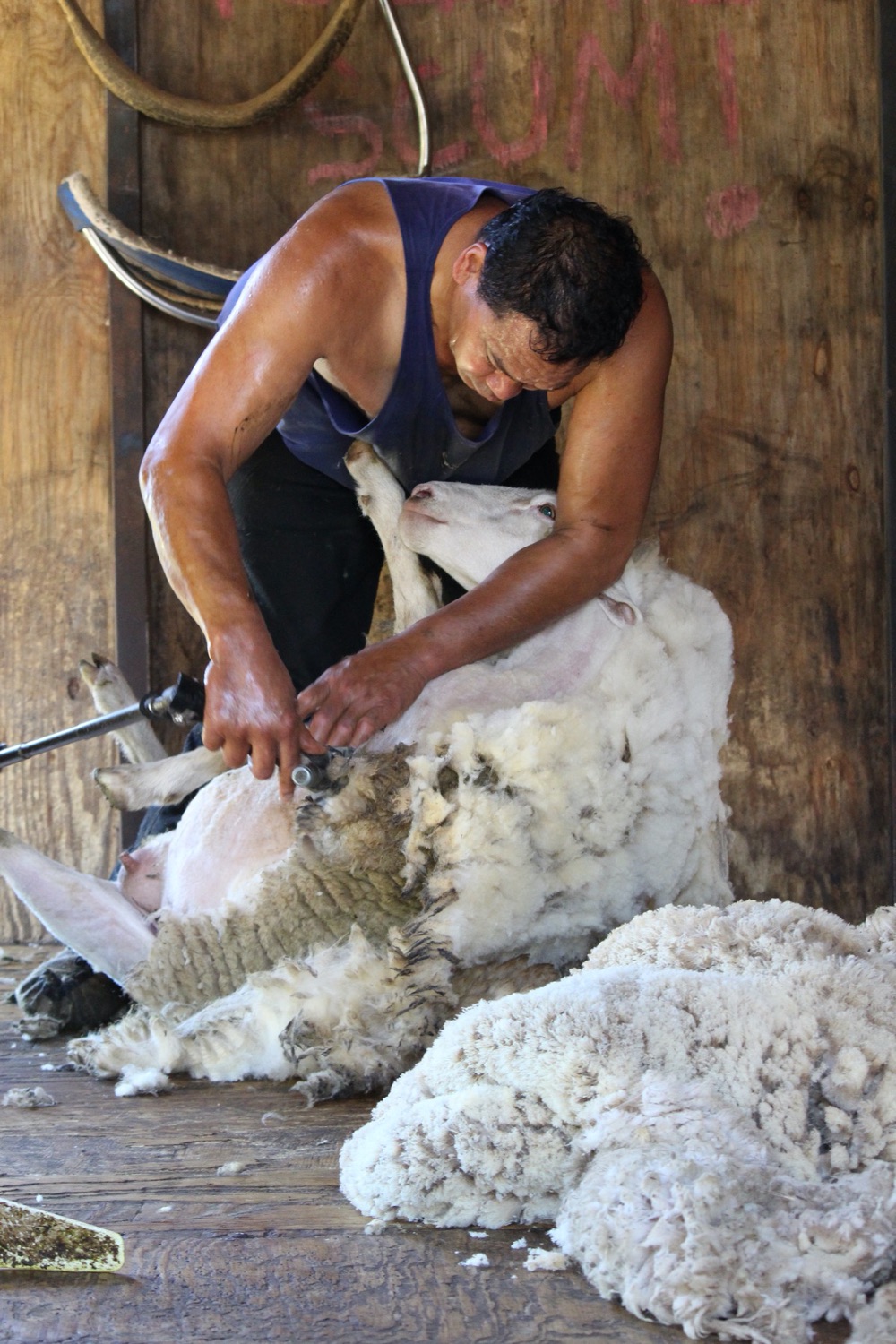 blog__its-sheep-shearing-season/IMG_7851.jpg