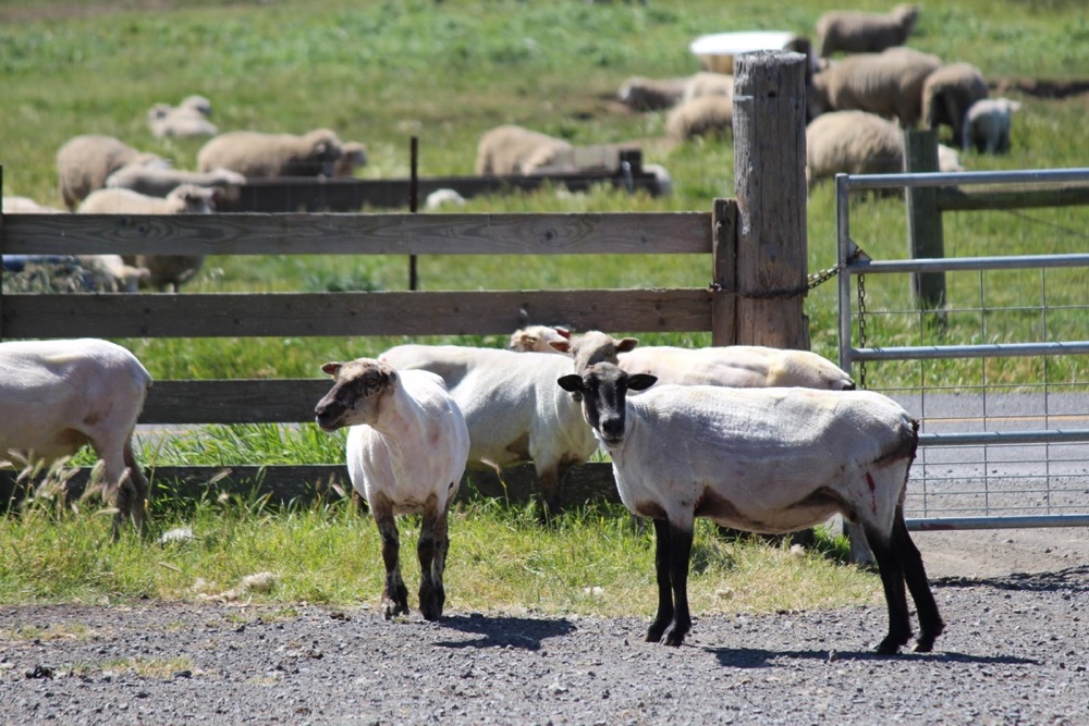 blog__its-sheep-shearing-season/IMG_7886.jpg