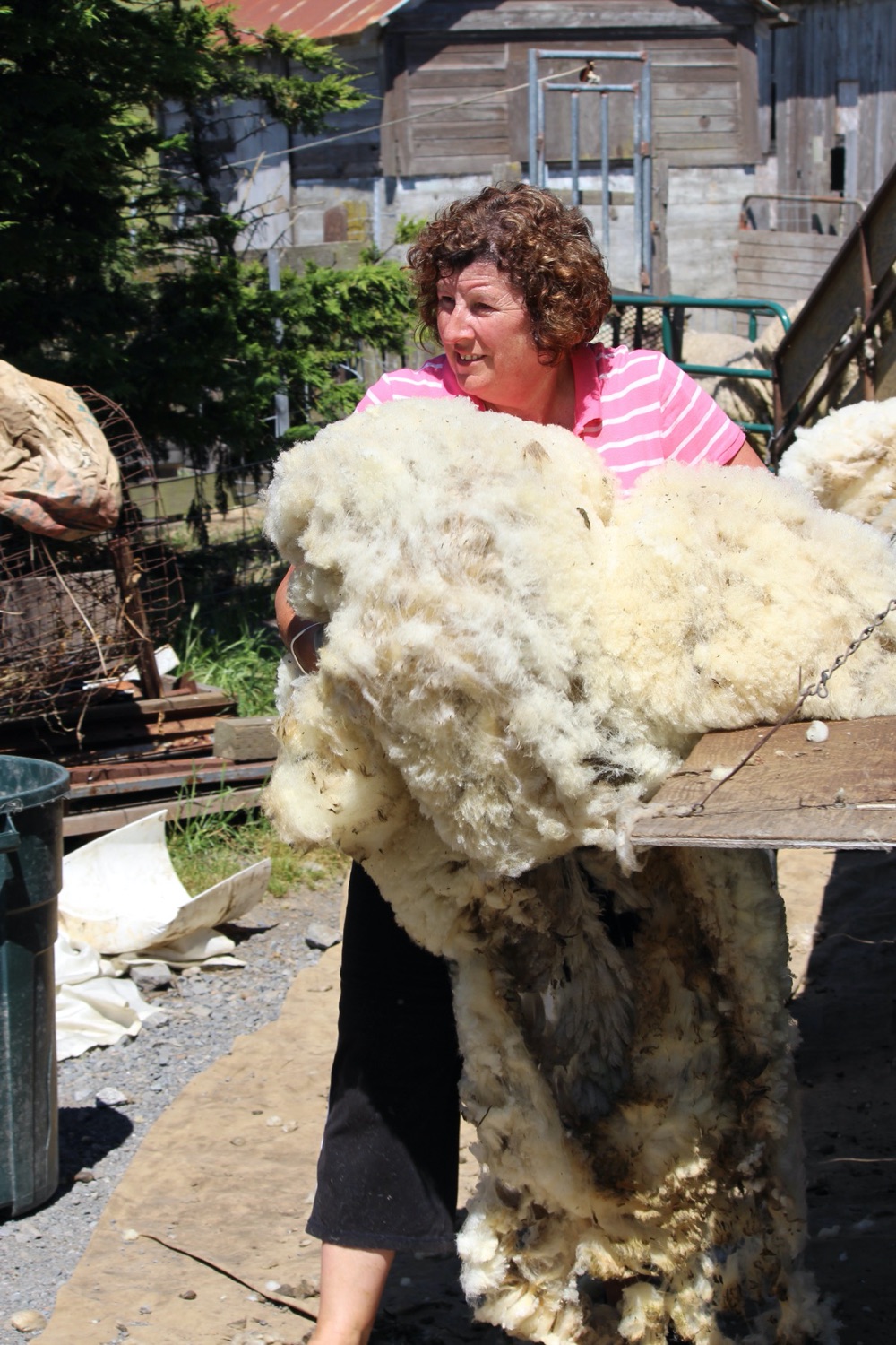 blog__its-sheep-shearing-season/IMG_7900.jpg