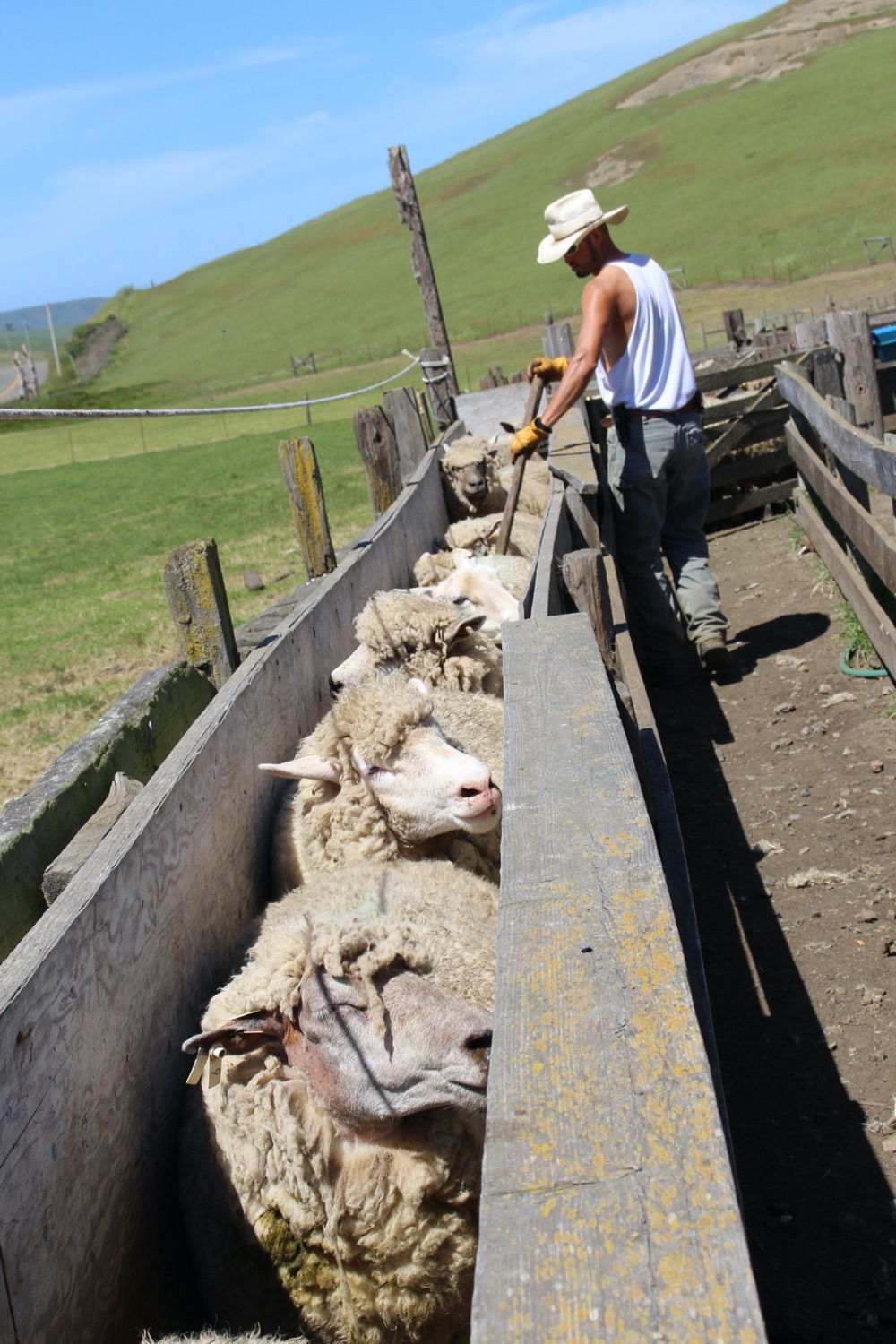 blog__its-sheep-shearing-season/IMG_7926.jpg