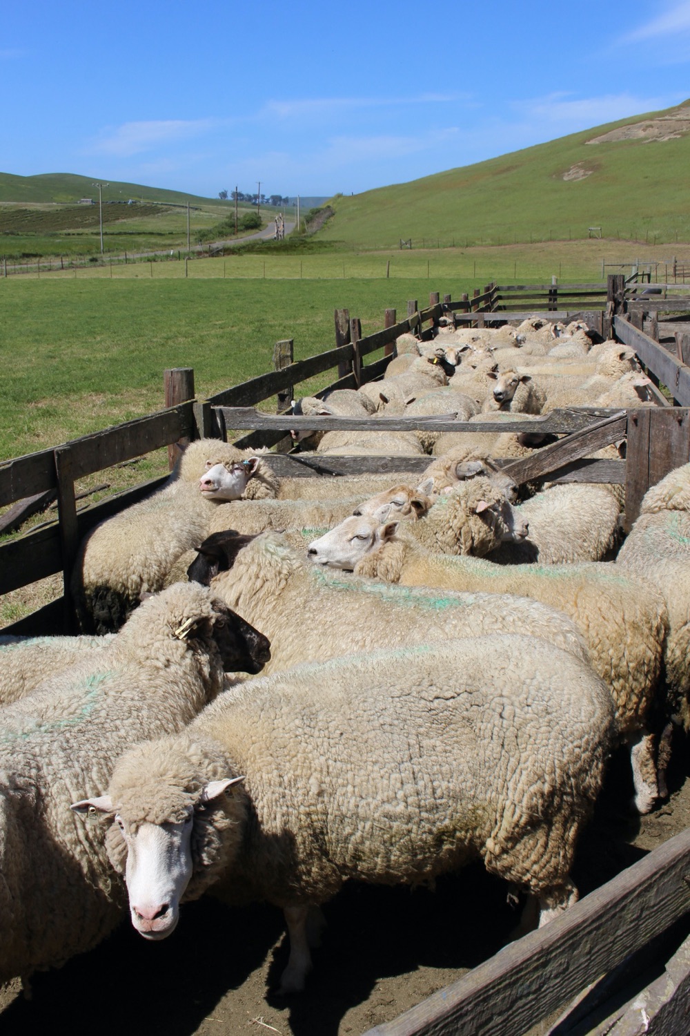 blog__its-sheep-shearing-season/IMG_7929.jpg