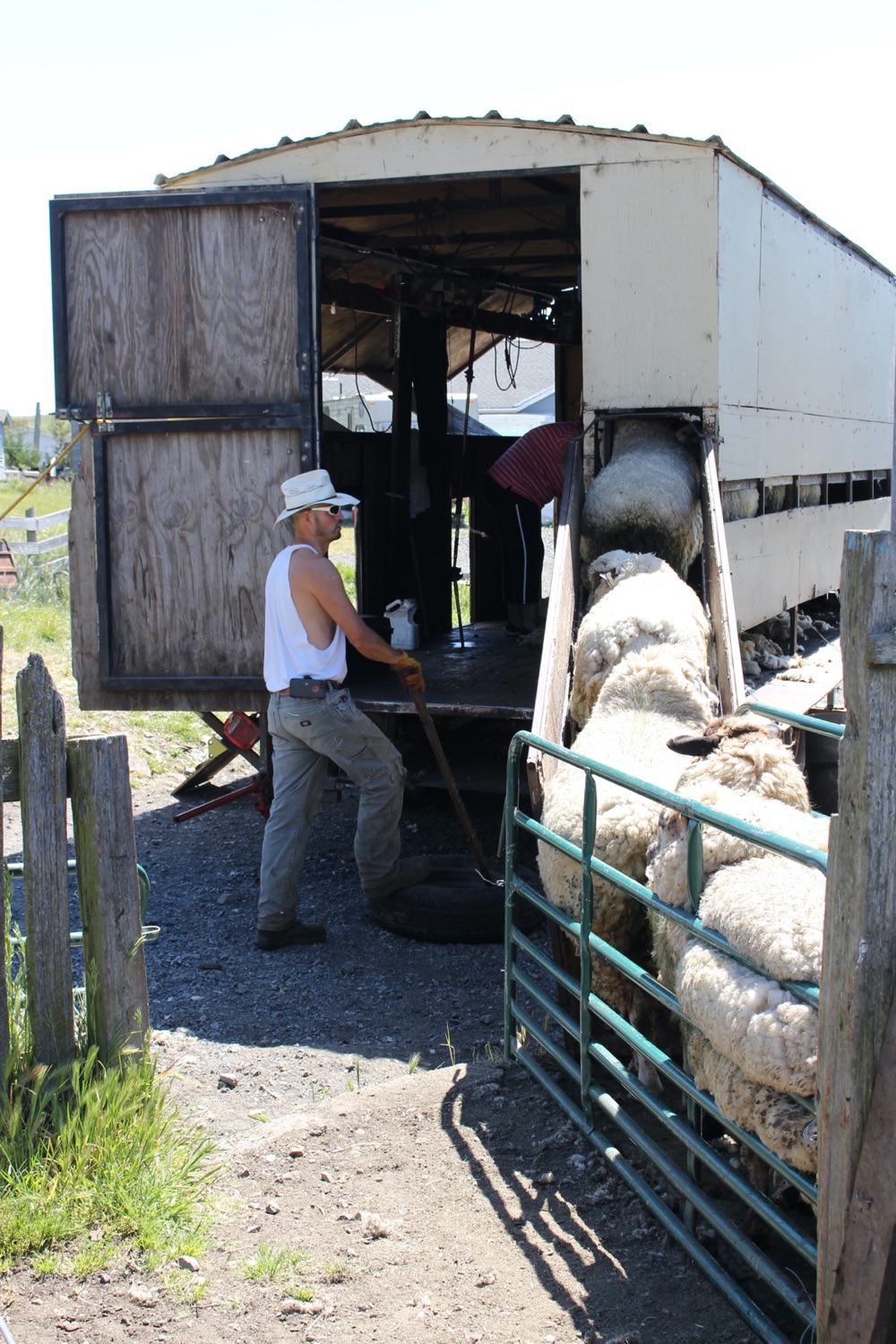 blog__its-sheep-shearing-season/IMG_7946_1.jpg