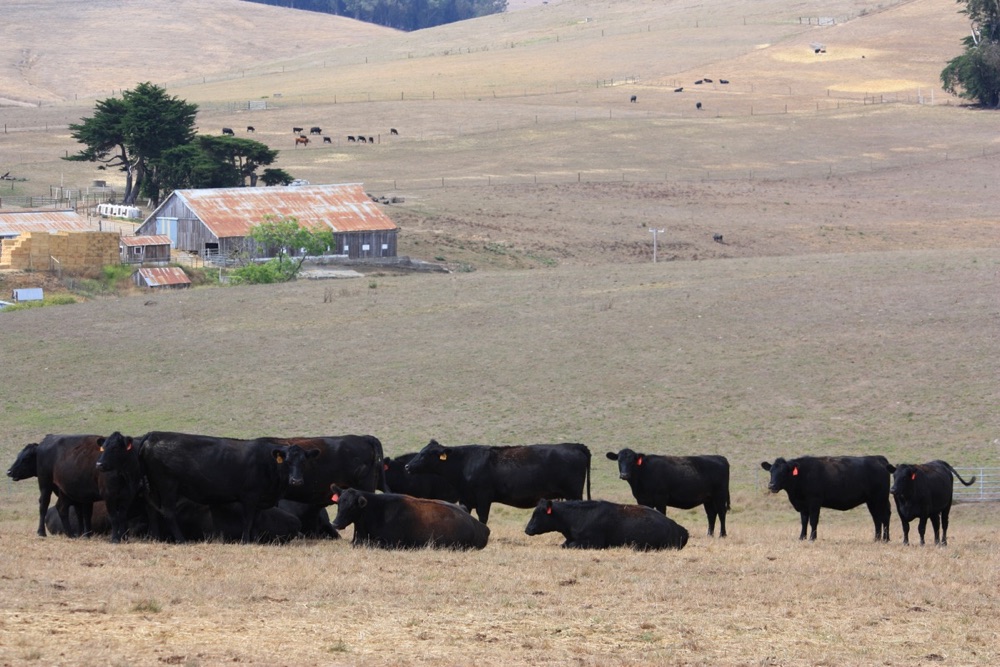 blog__calving-season-1/IMG_8869.jpg
