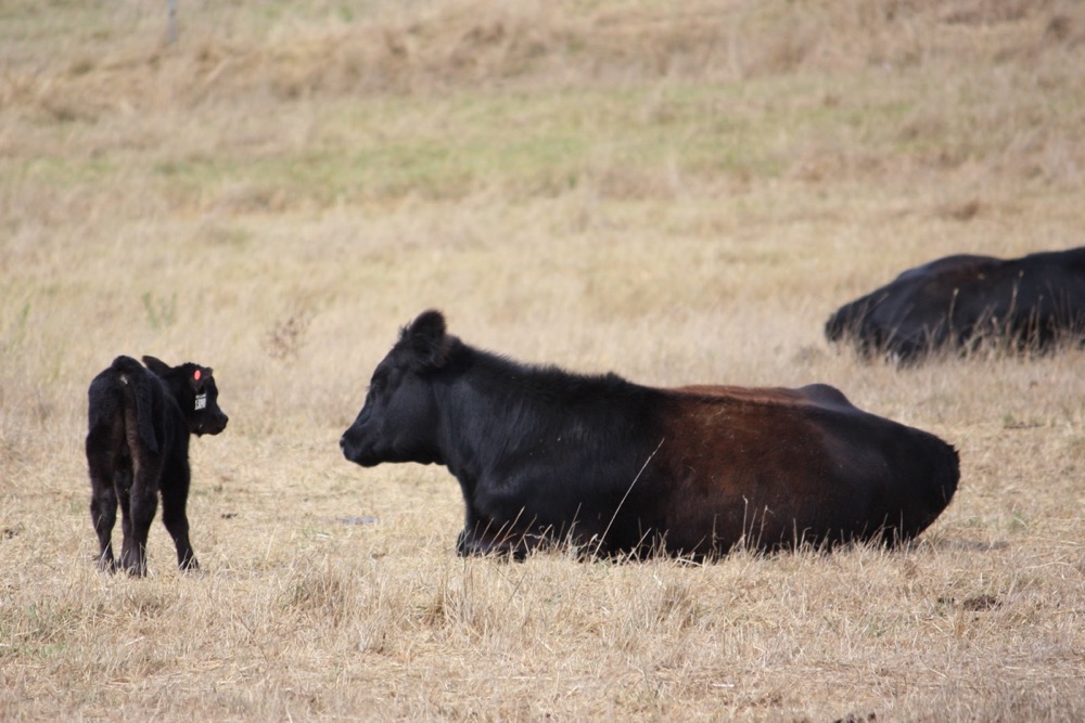 blog__our-drought-success-story/IMG_8874_1.jpg
